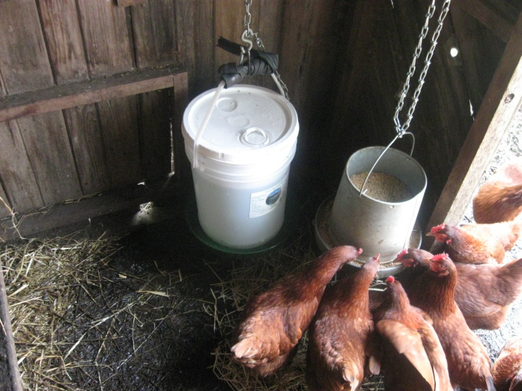 five gallon bucket chicken waterer