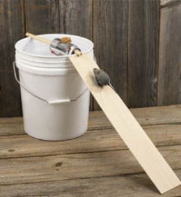 bucket mouse trap with ramp