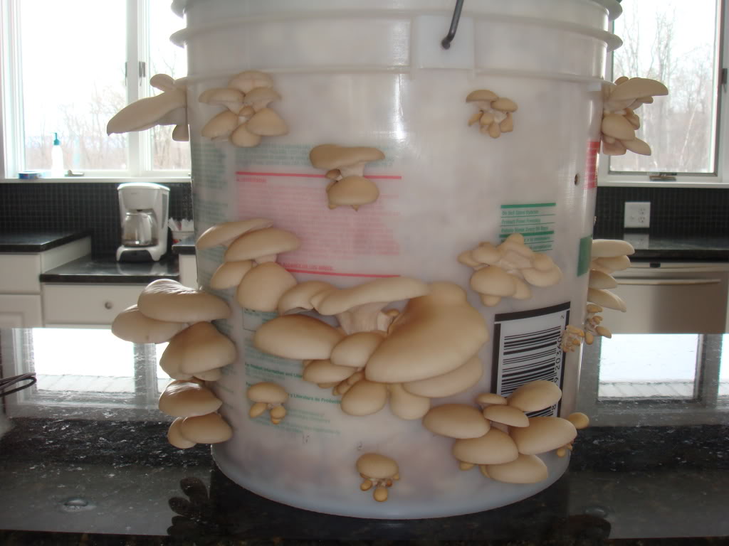 big bucket with oyster mushrooms growing through holes in the sides