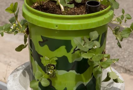 five gallon bucket strawberry planter