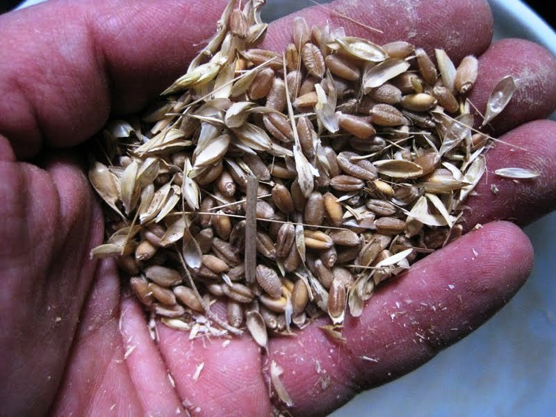 wheat-kernals-in-hand