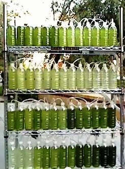 spirulina grown in bottles