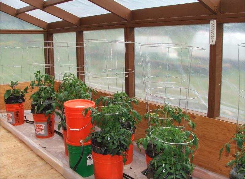 bucketsingreenhouse Five Gallon Ideas