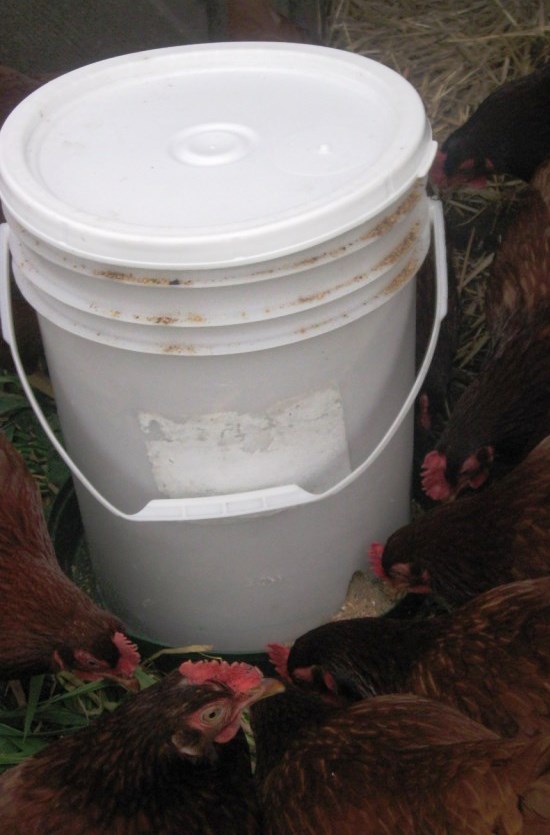 5-gallon-bucket-chicken-feeder