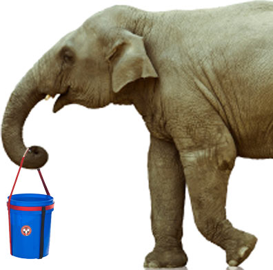 bucket-carrier-elephant