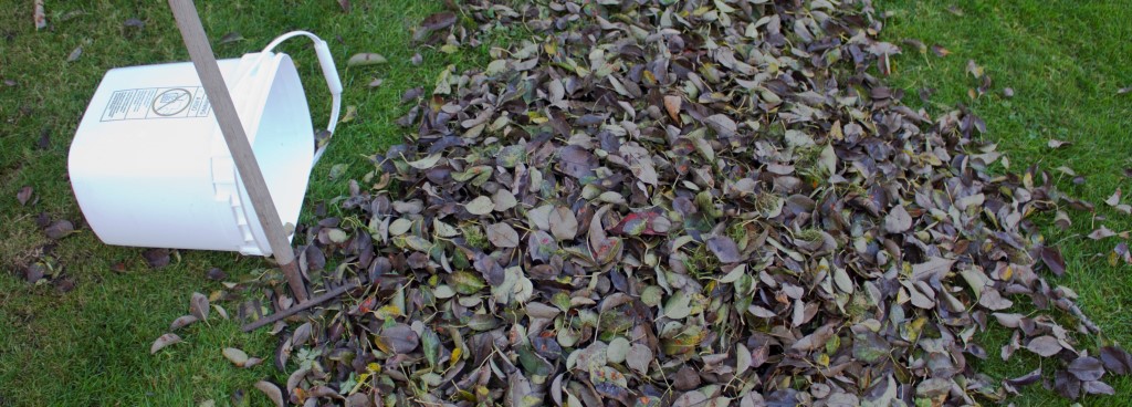 fall-leaves-bin