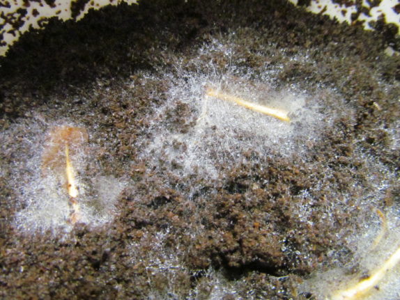 mycelium growing from stem