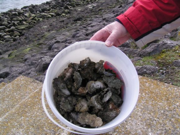 full bucket with oysters