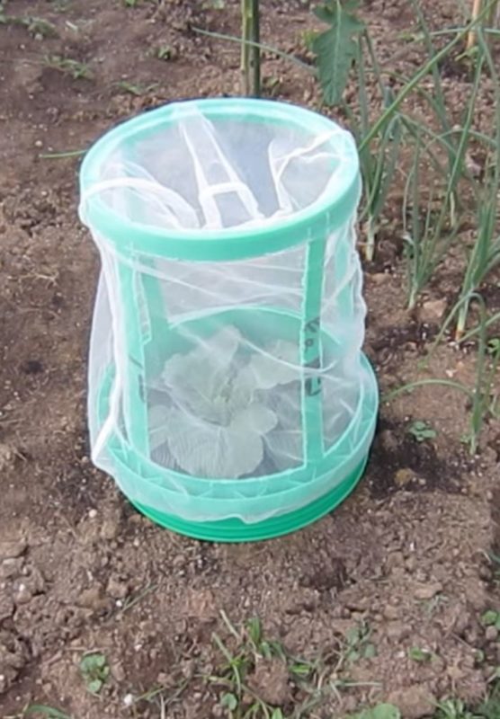 five gallon bucket plant protector