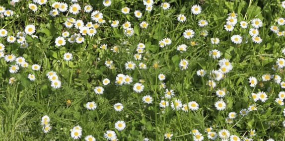 wild Chamomile growing anxiety herbs natural remedy