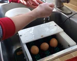 Chicken Egg Washing Machine Review - The Little Egg Scrubber