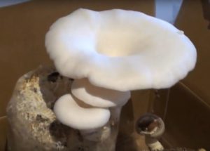big oyster mushroom on substrate