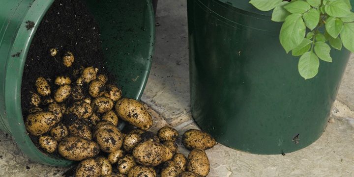 potatoes grown in a 5 gallon bucket