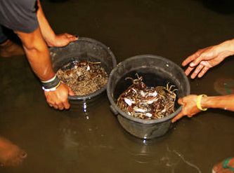 crabs washed in buckets