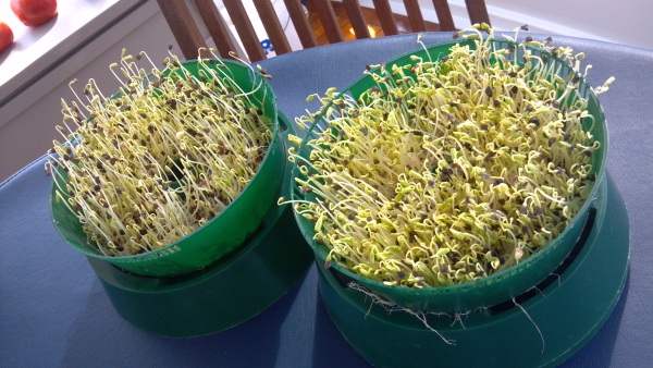 growing-sprouts-on-boat