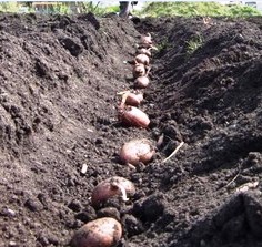 planting-seed-potatoes