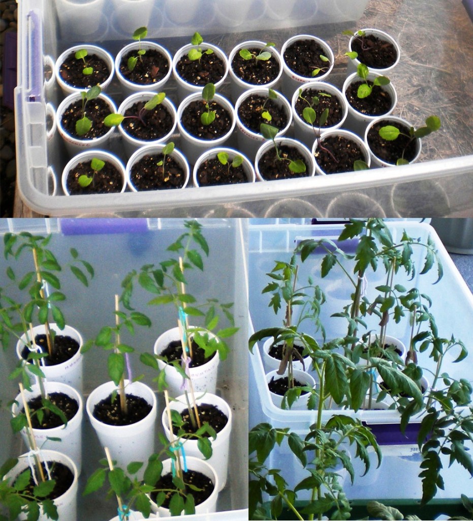 mini greenhouse growth phases