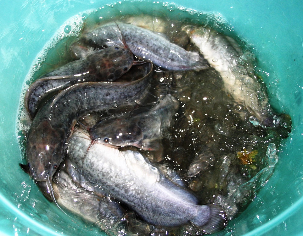 catfish in a bucket