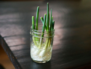 grow-onions-in-mason-jar