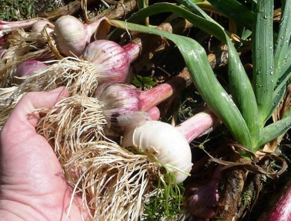 garlic-bulbs-fertilized