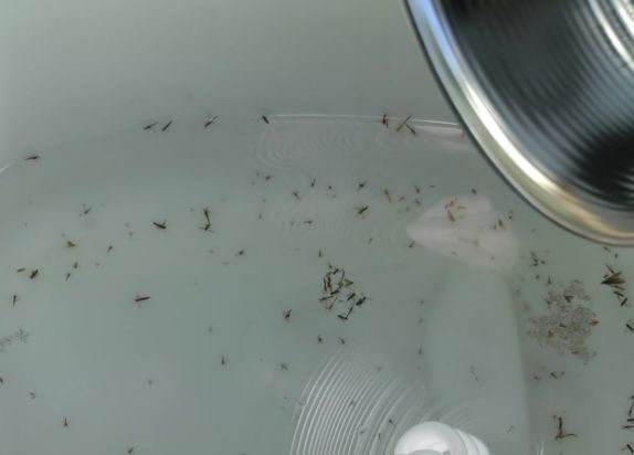 effective mosquito trap bucket water